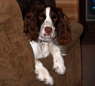 [A Springer Spaniel looking at the camera with two front paws hanging over the side of a recliner.]