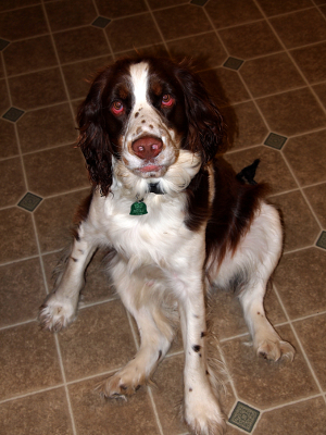 [A sitting Springer Spaniel with the red eyes looking up at the camera.]