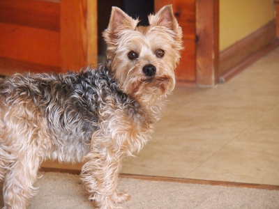 [Grey and brown miniature Yorkie standing ready for action.]