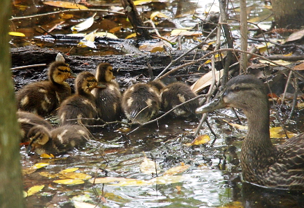 [Mother mallard in the water with seven ducklings so close they are touching as the feed from the shallow water.]
