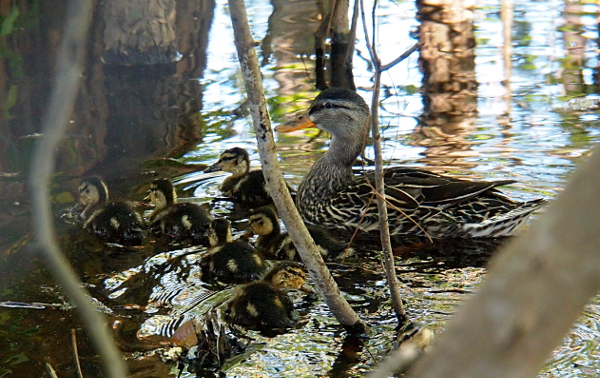 [Mother mallard in the water with six ducklings in two rows swimming in front of her.]