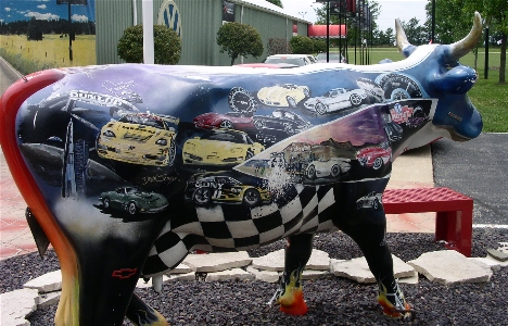 [More car scenes on other side of cow.]
