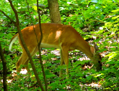 [White-tailed deer bent eating something on the ground.]