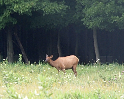 [Large, antlerless, brown animal in the grass.]