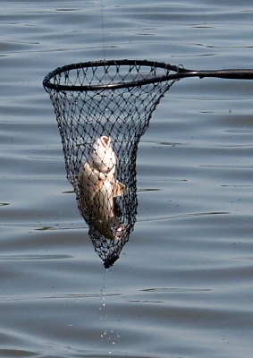 [Large, fat fish still attached to the line in a hand-scoop net.]