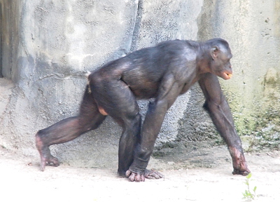 [This chimpanzee-like creature is walking on all fours. It has very muscular arms and not a lot of fur over its skin.]