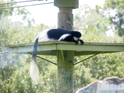 [This small, monkey-like creature has a long hairy tail which is black from its body to half-way down the tail. The rest is all white. Its body is also a mixutre of all black and all white parts. It has white fur around its face. The one lies on a platform holding the edge of it and peering over the edge down at the ground.]