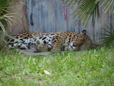 [The spotted big cat is lying on its side with its eyes closed.]