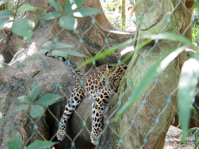 [The spotted big cat is lying across a large tree limb with its legs handing over the side. Its tail is resting on another part of the tree and its head is in a relaxed pose on the trunk.]