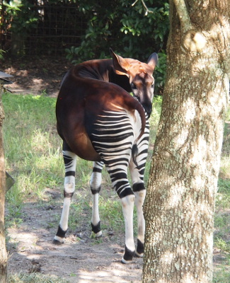 [This creature has a brown body and head while its legs and hind end are black and white stripes.]