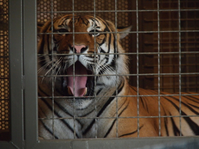 [The striped big cat is sitting in the front left corner of a cage yawning. It's pink tongue is clearly visible and matches the pink on the tip of its nose.]