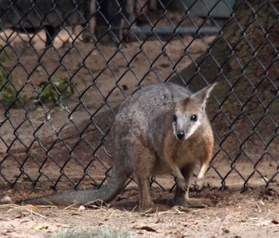 [A front side view of the wallaby as it stands on its hind feet. Its front is bent forward, but those limbs are in the air.]