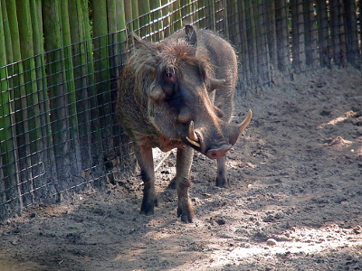 [The warthog stands by a bamboo fence covered with wire. This creature has long tusks coming out of the end of its snout. It has two sets of 'warts' on its shout that appear to be knobby horns.]