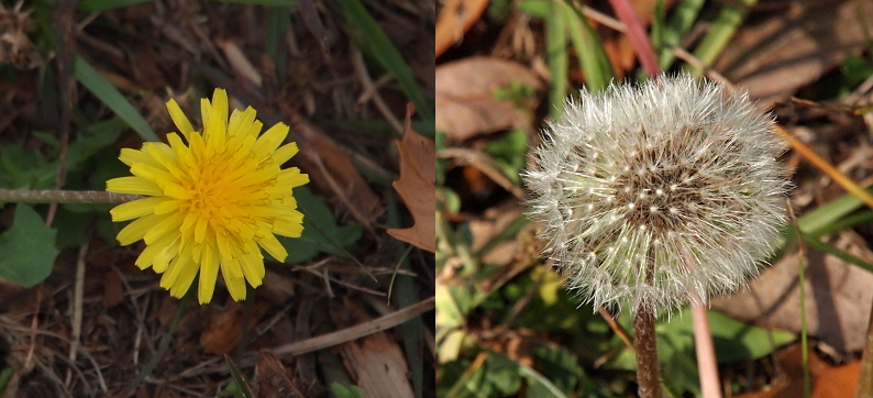 [Two images spliced together. Image on left is the yellow flower with a multitude of layered thin petals radiating from the center. Many yellow stamen stick out from the petals. On the right is a seed head which has many white spikes coming from the center in a spherical shape. At the end of each white tip is a multitude of small white spikes emanating from it like a small sphere on the end of the spike which itself makes a sphere from the center of the seedhead.]