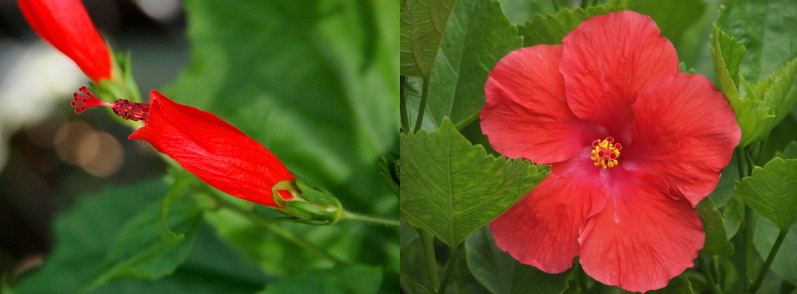 [Two photos spliced together. On the left is a side view of the closed red flower. The stamen sticks out from the bud by more than an inch. On the right is a red flower with five large petals and a two-part stamen which is mostly yellow except for the innermost red part which projects further from the petals than the yellow part.]