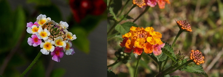 [Two photos spliced together. The photo on the left is one bloom. It is a cluster of tiny flowers some of which are white with yellow centers and other which are pink with red centers. The innermost buds have not yet bloomed. The photo on the right has three stems. The two rightmost ones have yet to have the orange buds bloom. The leftmost stem is blooming with yellow and orange tiny flowers.]