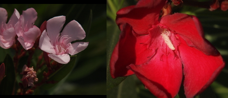 [Two photos spliced together. On the left is a pink flower with five petals which are wider at the outer edges than they are in the center. The center of the flower has many small thin pink stamen. On the right is a very close view of one red bloom. There is an outer set of petals which are somewhat rectangular in shape. There is an inner section which one piece with stringed egdes. In the middle are white stamen which are twisted together like a short rope.]