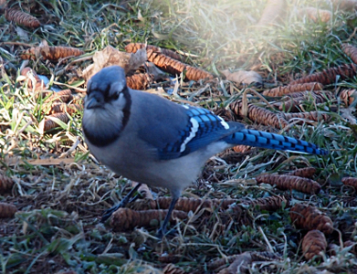 [Bluejay standing on the grass amid a plethora of small long skinny pinecones faces the camera with what appears to be a disgusted look on its face.]