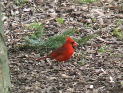 [Red bird standing in the grass.]