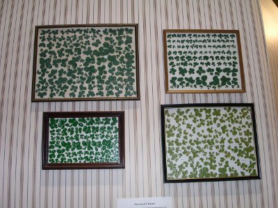[Four picture frames full of actual four-leaf clovers.]
