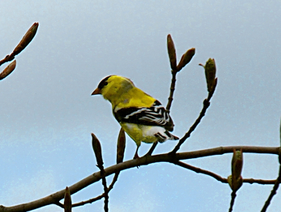 [Yellow bird with black and white wings and a black mark on its face is perched in tree.]