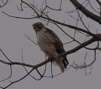 [Hawk with a white underbelly and brown speckled vertically in the white. Brown head and wings.]