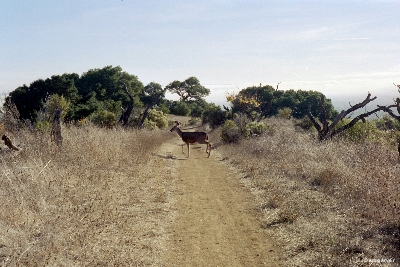 [Mule deer on trail.]