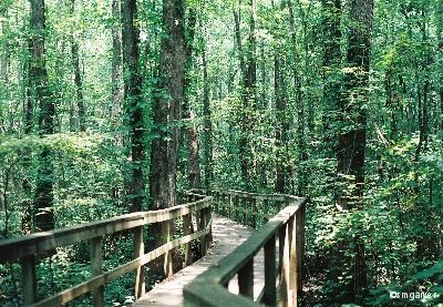 [Elevated walkway through Cypress Grove Nature Park.]