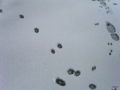[Tracks in snow.]
