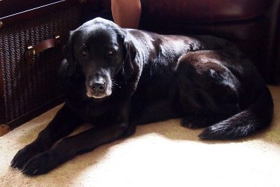 [Black lab with grey around the snoot lying on the carpet.]