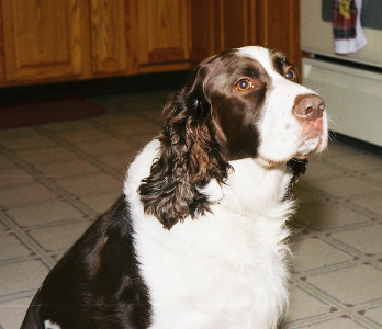 [A standing Springer Spaniel pup looking right at the camera.]