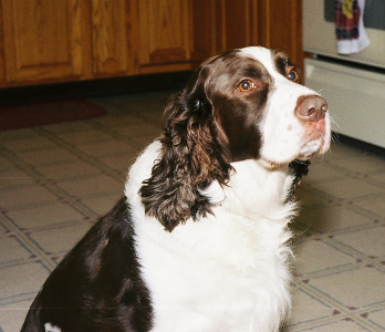 [A standing Springer Spaniel pup looking right at the camera.]