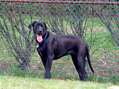 [A large all-black dog stands in the grass beside a chain-link fence. His large tongue is out as he was chasing balls.]