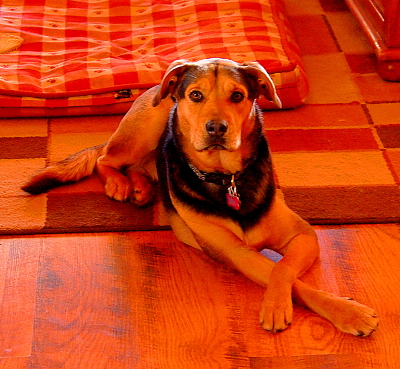 [A Shepherd/Terrier mix dog sitting with her hind legs both to the left and her front left paw crossed over her right front leg.]