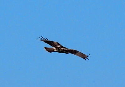 [Oprey with its wings out flying in the sky. The individual feathers at the wingtips are spread resembling fingers.]