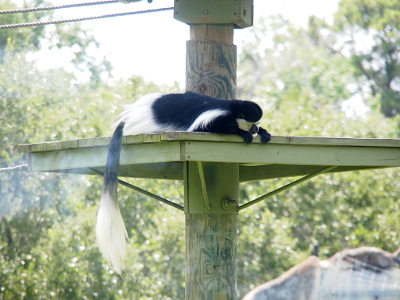 [This small, monkey-like creature has a long hairy tail which is black from its body to half-way down the tail. The rest is all white. Its body is also a mixutre of all black and all white parts. It has white fur around its face. The one lies on a platform holding the edge of it and peering over the edge down at the ground.]