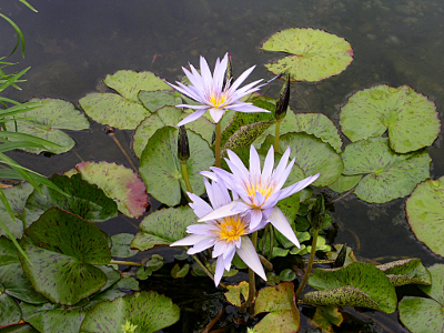 [waterlily.]