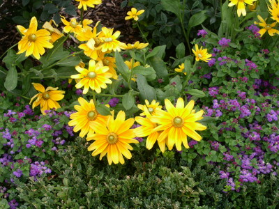 [yellow flowers.]