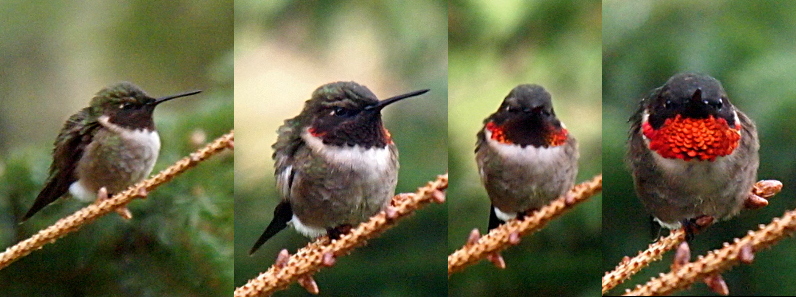 [A small bird with a long, skinny beak perched in a tree.]
