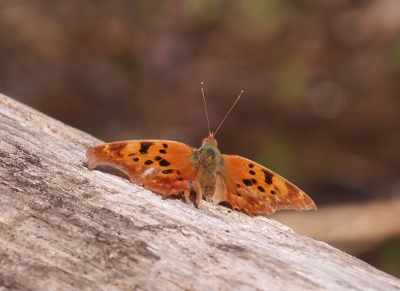 [Close up of moth with orange wings with black spots resting on a wood rail. Antenna are clearly defined against a blurred background.]
