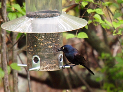 [Bird perched on a feeder full of seeds. The bird has blue-black head and upper torso with the rest of the body more of a brown black. It has a yellow eye with a black dot in the middle.]
