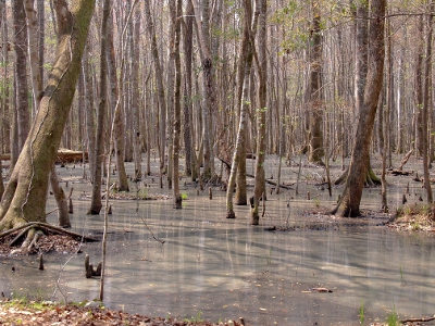 [Watery ground out of which rises numerous tree trunks.]