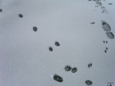 [Tracks in snow.]